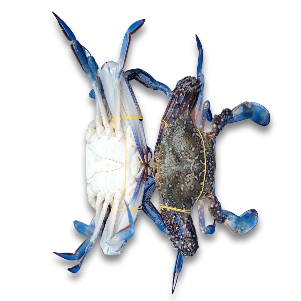 ghẹ xanh sống thiên nhiên biển ghẹ xanh thiên nhiên sống